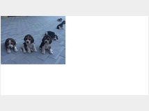 In regalo beagle tricolore cuccioli